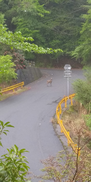 Encouragement from a young deer along the way…